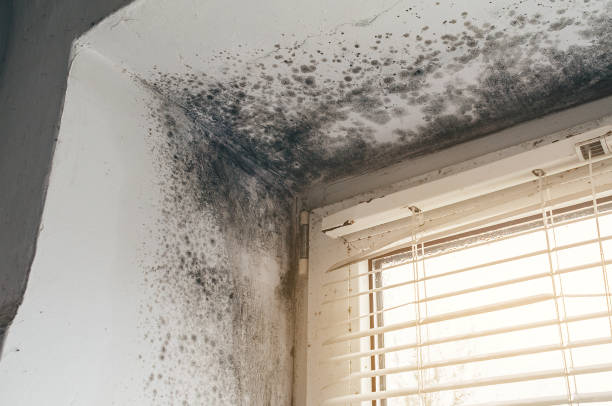 Affordable Mold Cleanup solutions in New Market, MD